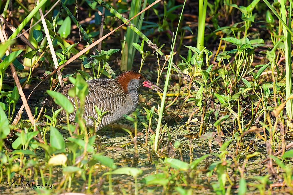 Slaty-breasted Rail